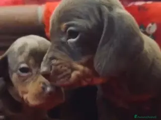 Bassotto cani Bassotti con Pedigree Enci - Annuncio 2