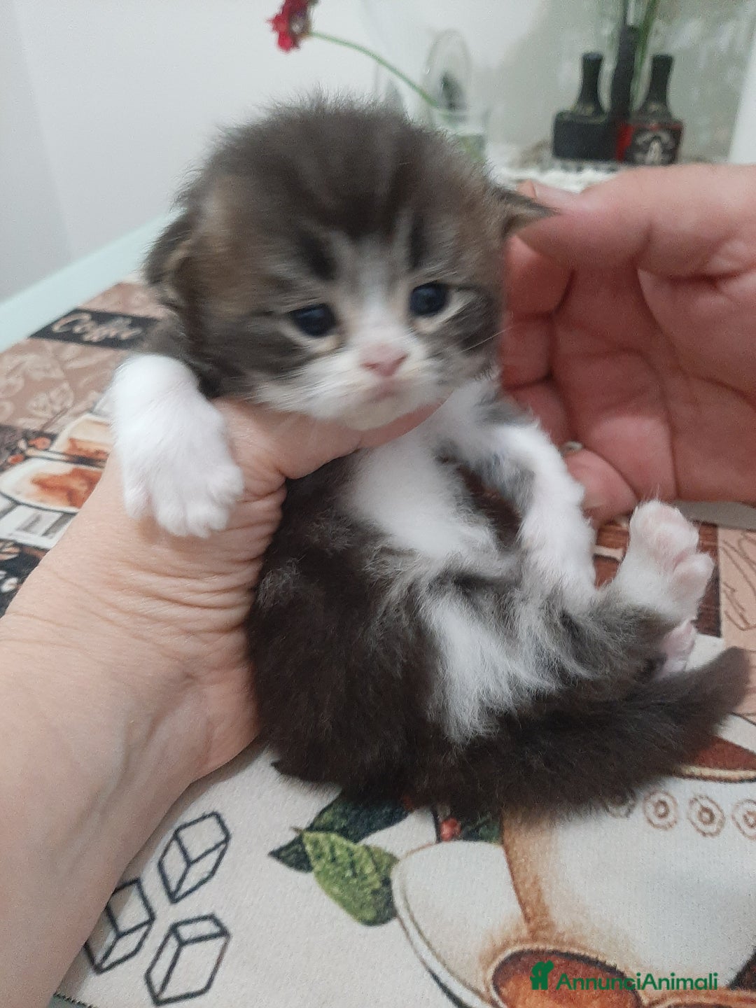Persiano gatti in vendita: Gattini persiano bicolore a Città metropolitana di Messina - Immagine 30