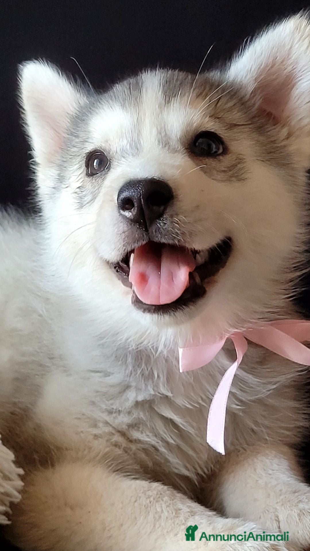 Husky cani SIBERIAN HUSKY CUCCIOLATA CON PEDIGREE  - Annuncio 2