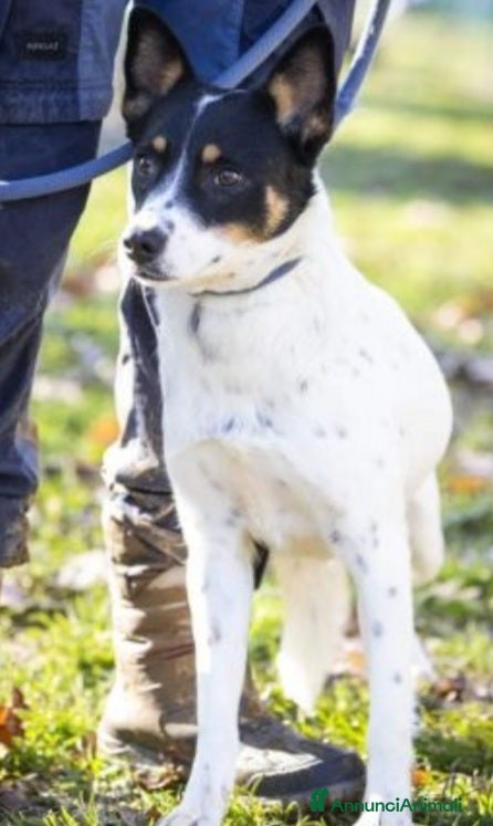 Meticcio cani 3anni medio piccola finita in canile 1anno fa.VARE a Città metropolitana di Milano - Annuncio 4