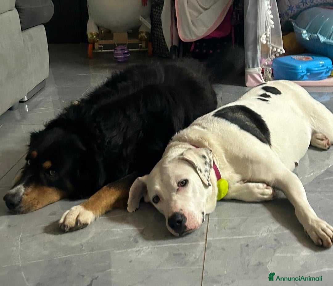 Meticcio cani in regalo: Una possibilità per Pimpa - Annuncio 4