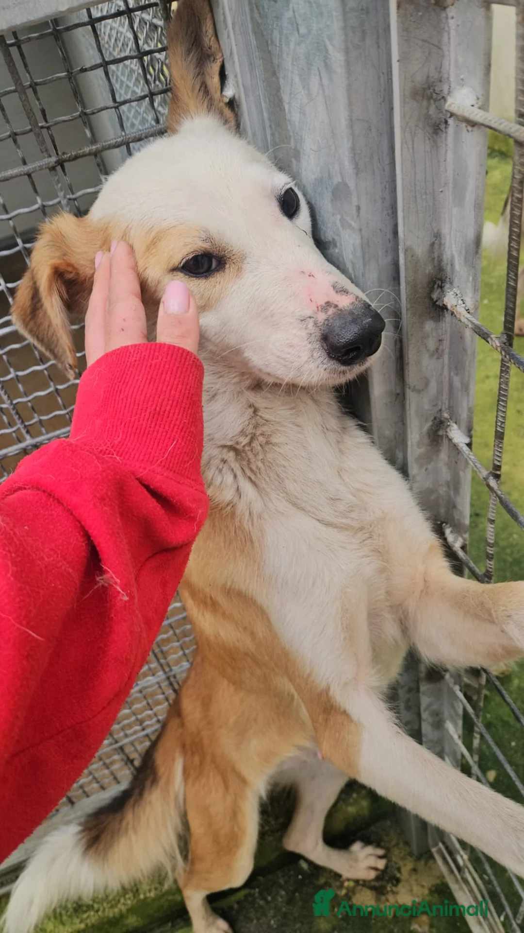 Meticcio cani in regalo: Gemma: dolce e sensibile  - Annuncio 10