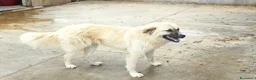Meticcio cani in regalo: Burka adorabile pastorina - Annuncio 6