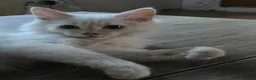 Siberiano gatti in vendita: Neva masquerada Red tabby whaite a Provincia di Arezzo - Annuncio 9