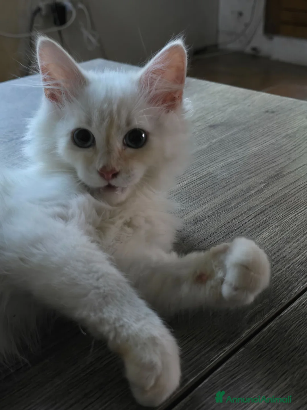 Siberiano gatti in vendita: Neva masquerada Red tabby whaite a Provincia di Arezzo - Annuncio 9