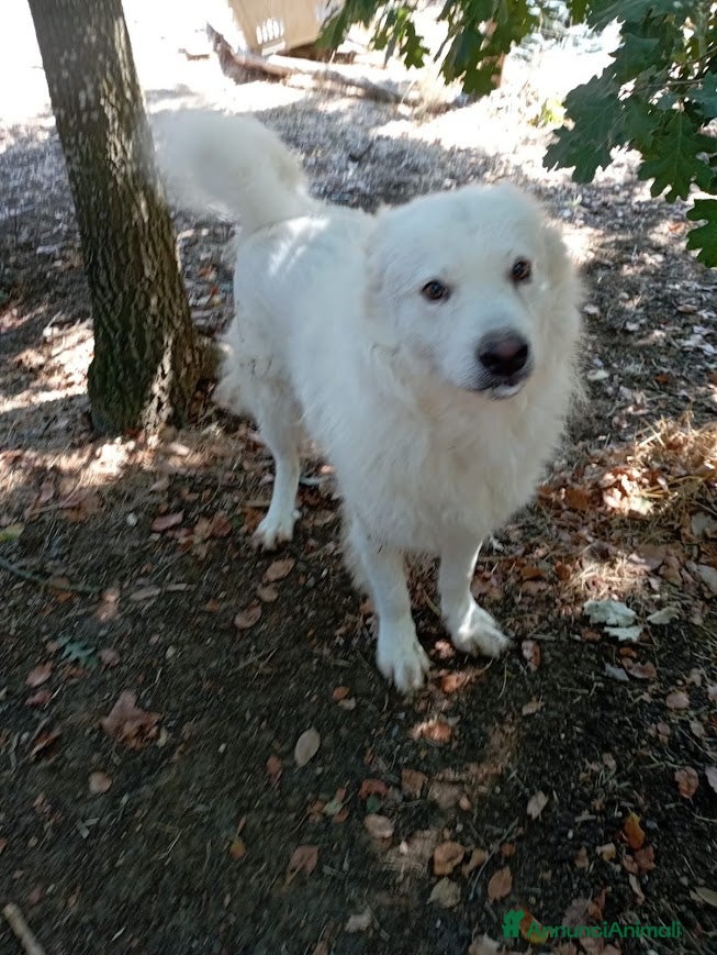 Pastore Svizzero cani BUONISSIMO SIMIL PASTORE SVIZZERO 3 ANNI - Annuncio 2