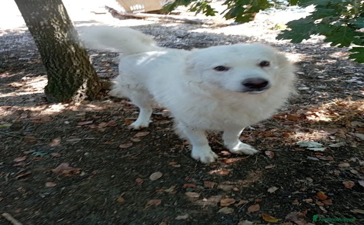 Pastore Svizzero cani - Annuncio 18