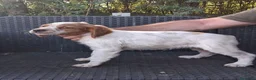 Breton cani in vendita: Disponibili cuccioli Epagneul Breton a Provincia di Pisa - Annuncio 2