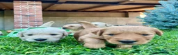 Golden Retriever cani in vendita: Cuccioli di golden retriever  - Annuncio 3