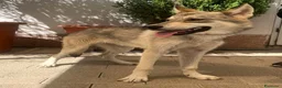 Meticcio cani in regalo: LUCKY CUCCIOLO CLC - Annuncio 2