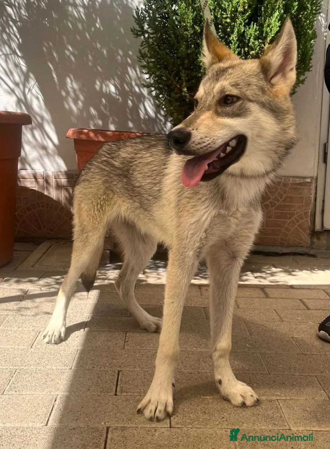 Meticcio cani in regalo: LUCKY CUCCIOLO CLC - Annuncio 2