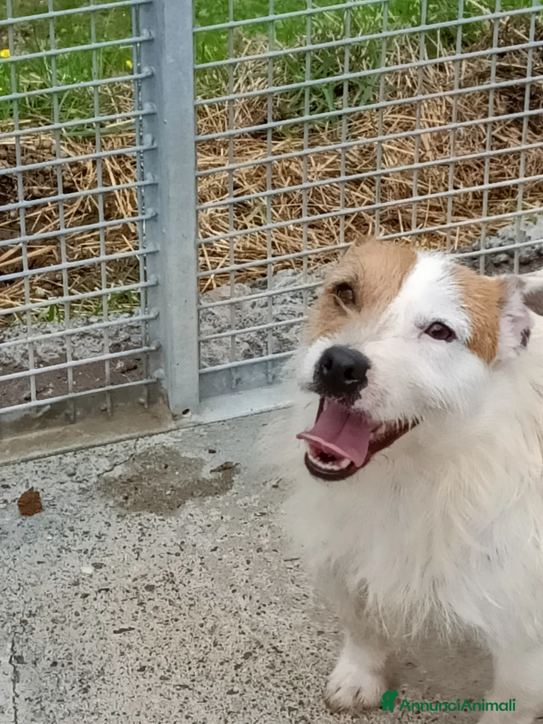 Jack Russell cani in regalo: Jack Russell  - Annuncio 5