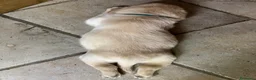 Meticcio cani in vendita: CUCCIOLI CERCANO FAMIGLIA - Annuncio 6