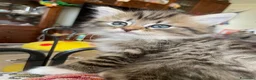 Siberiano gatti in vendita: Gattina Siberiana - Annuncio 2