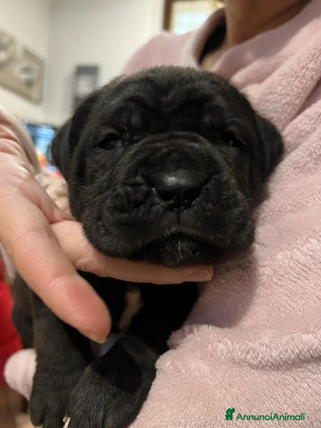 Cane Corso cani in vendita: Spettacolari cuccioli di Cane  Corso - Annuncio 28