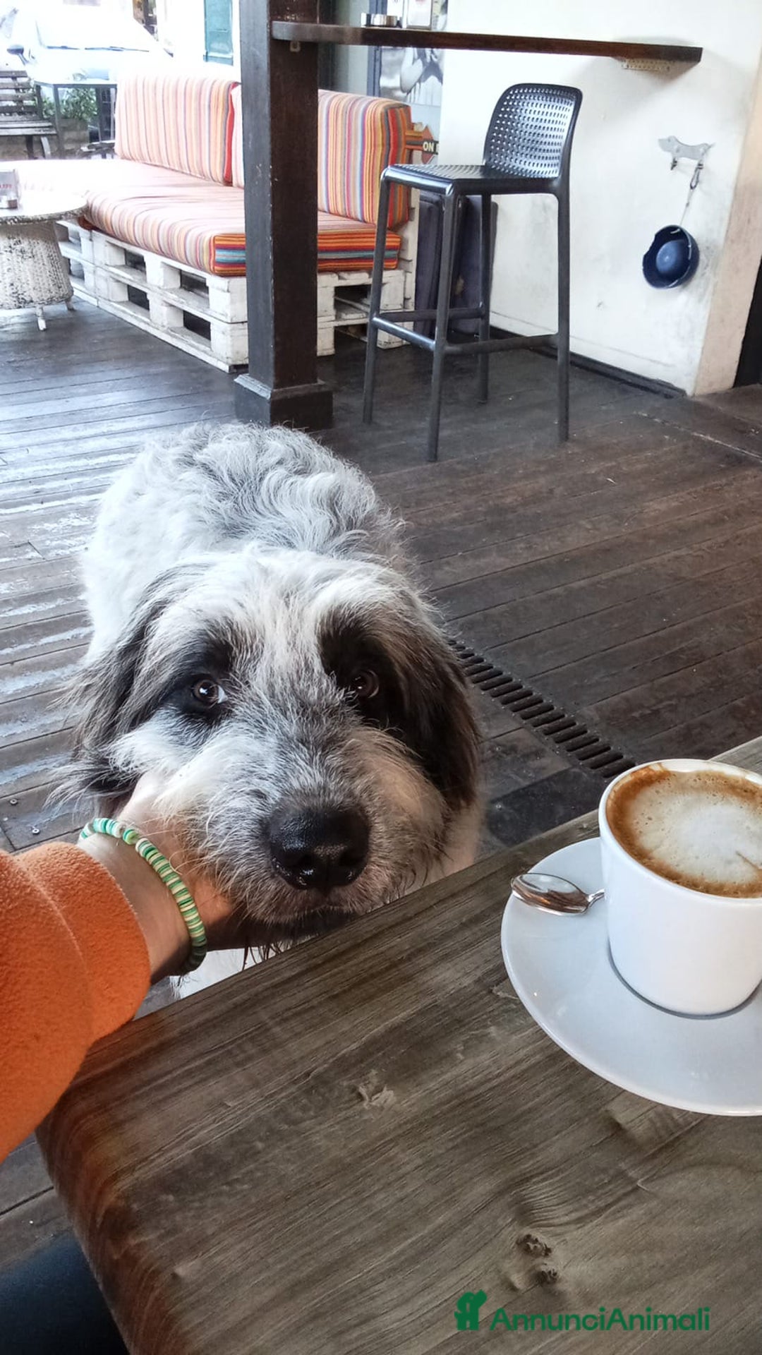 Meticcio cani in regalo: Meticcio in regalo  - Annuncio 6