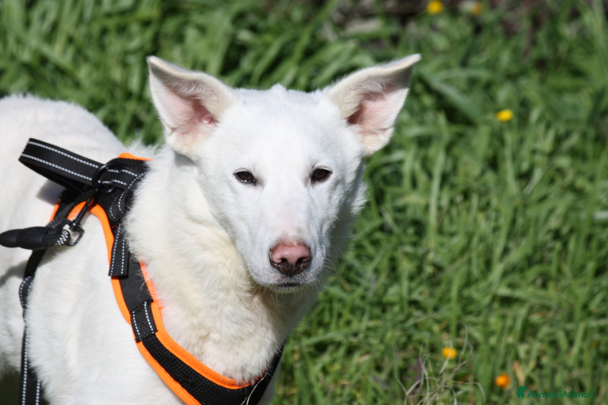 Meticcio cani Erik in adozione - Annuncio 21