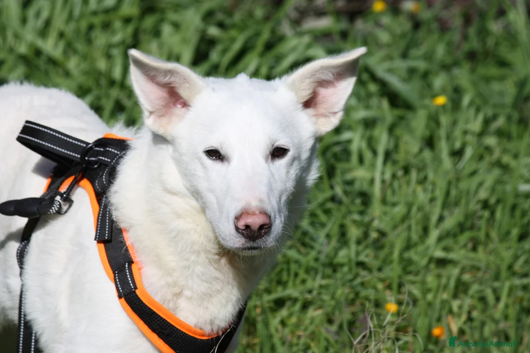 Meticcio cani in regalo: Erik in adozione - Annuncio 1