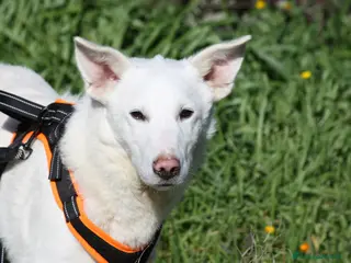 Meticcio cani Erik in adozione - Annuncio 21
