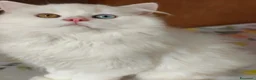 Scottish gatti in vendita: Valentino maschio e Vanilla femmina - Annuncio 4