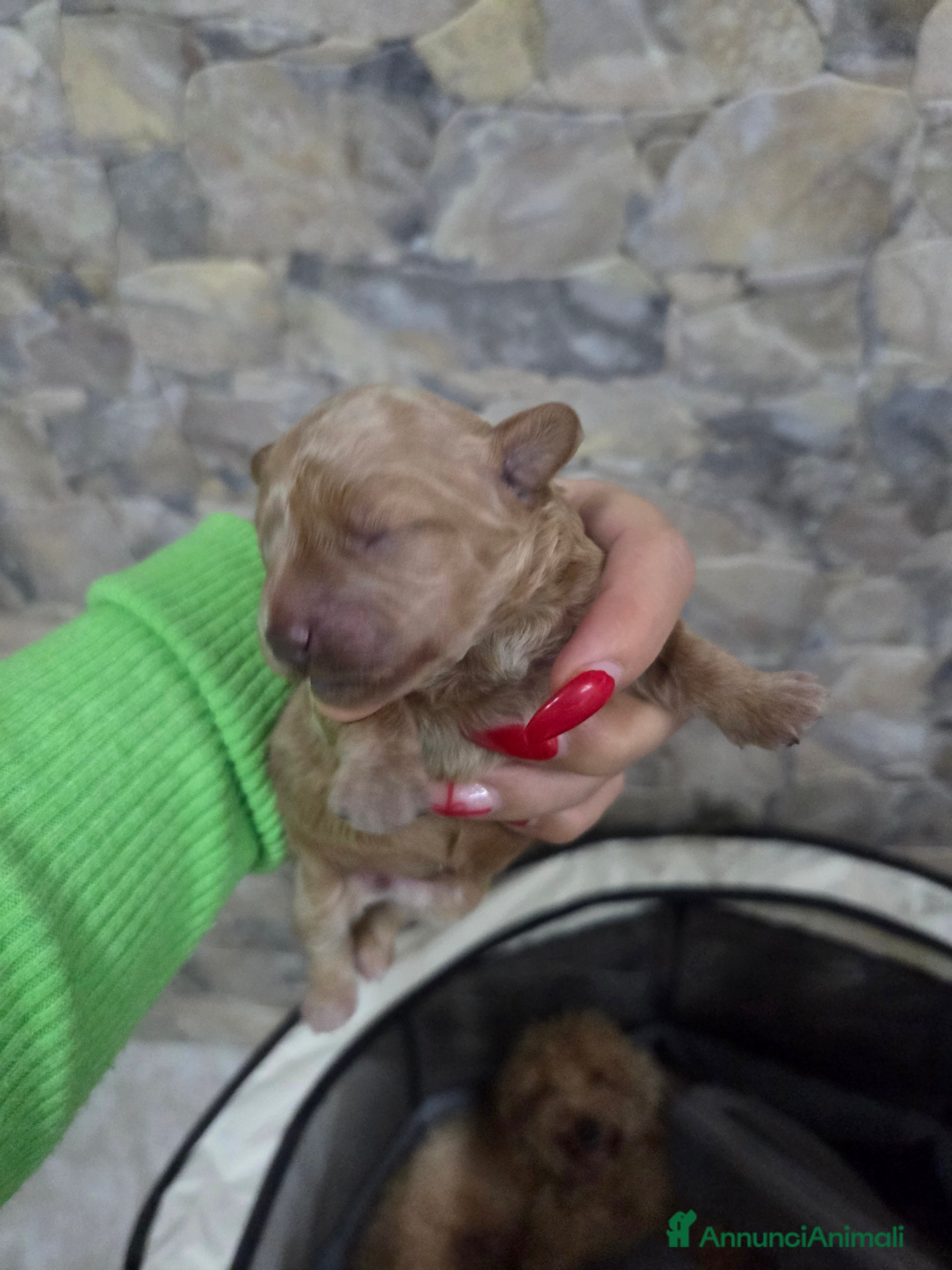 Barboncino cani Barboncini red e albicocca  - Annuncio 2