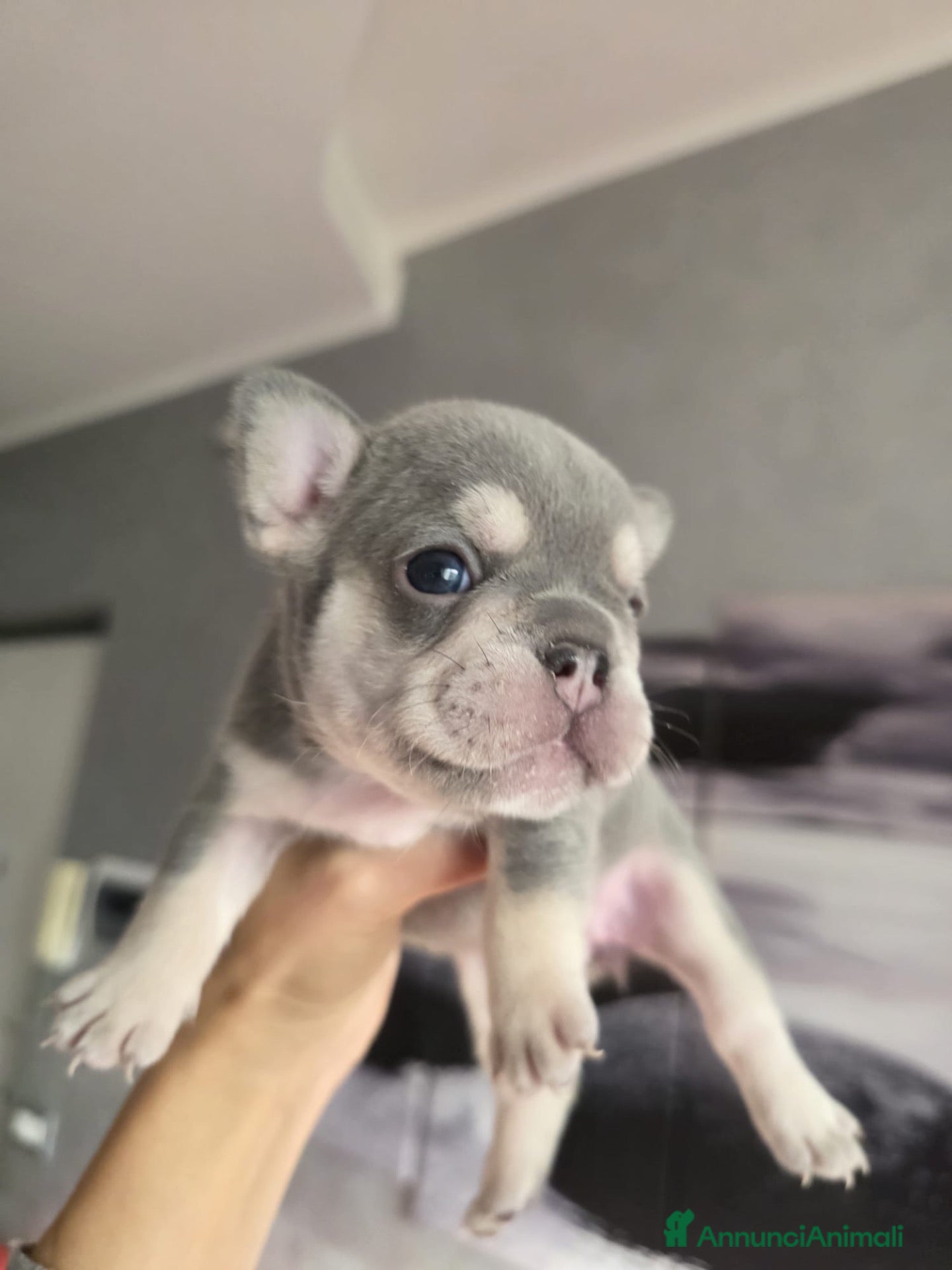 Bulldog Francese cani Cuccioli Bulldog Francese (Lilac Tan e Platinum) - Annuncio 1