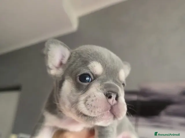 Bulldog Francese cani in vendita: Cuccioli Bulldog Francese (Lilac Tan e Platinum) - Annuncio 1