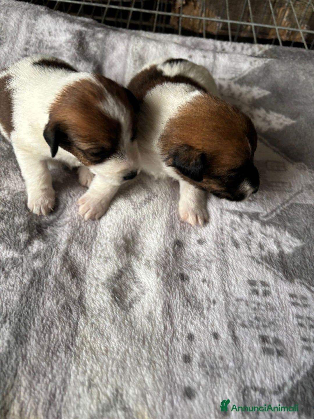 Jack Russell cani in vendita: Cuccioli jack russel  - Annuncio 4