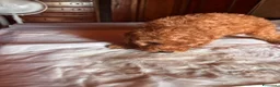 Barboncino Toy cani in vendita: Cuccioli di Barboncino toy - Annuncio 15