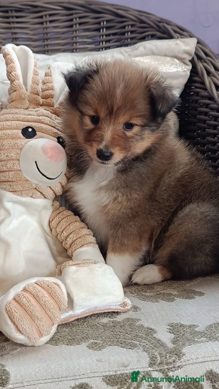 Shetland Sheepdog cani Cuccioli shetland (pastore scozzese shetland) - Annuncio 23