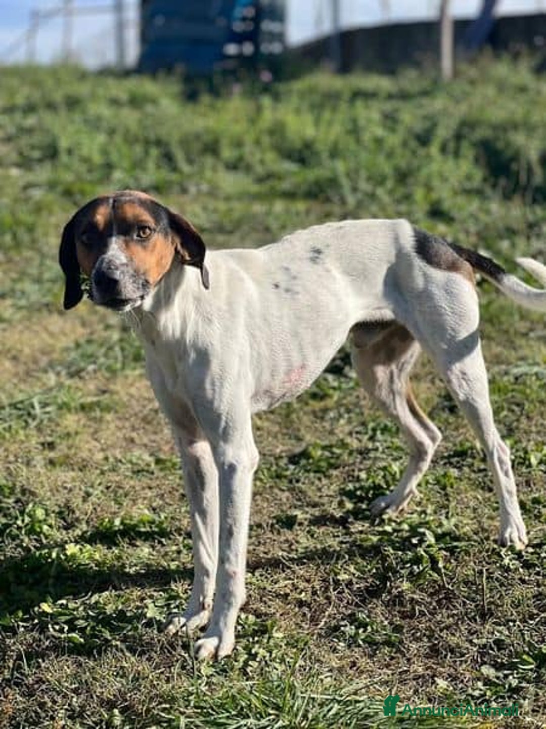 Meticcio cani in regalo: TWIST cercava un po'di cibo accalappiato! - Annuncio 2