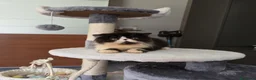 Persiano gatti in vendita: Gatti persiani  - Annuncio 3
