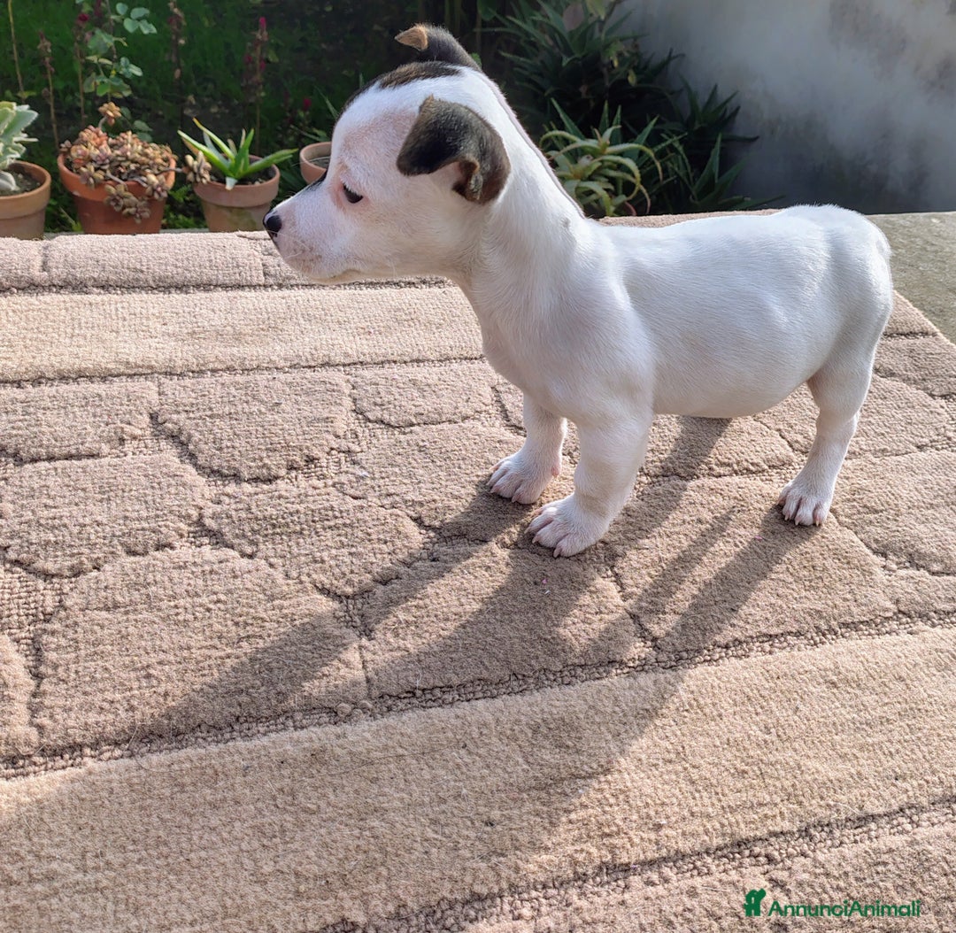 Jack Russell cani in vendita: Cuccioli jack russel  - Annuncio 5