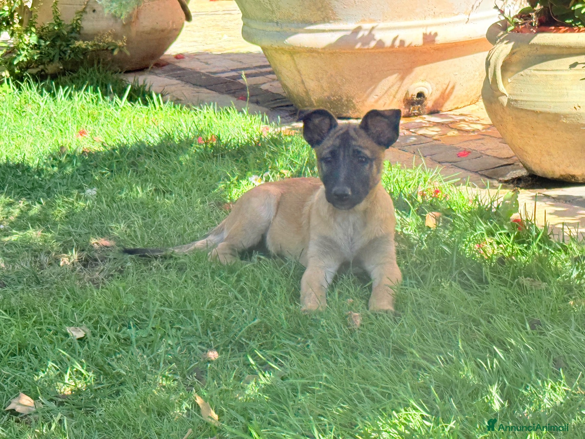 Pastore Belga cani Pastore belga  - Annuncio 1