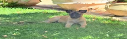 Pastore Belga cani in vendita: Pastore belga  - Annuncio 1
