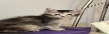 Blue Tortie Silver Classic Tabby