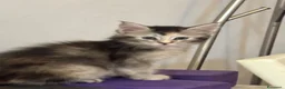 Maine Coon gatti in vendita: CUCCIOLE MAINE COON SHADED PREGIATE 3 rate - Annuncio 1