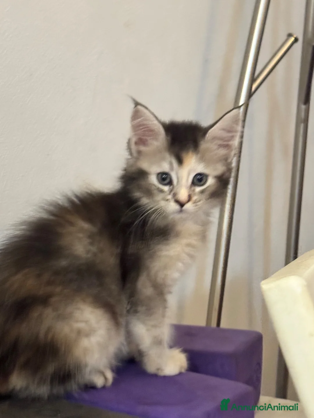 Maine Coon gatti in vendita: CUCCIOLE MAINE COON SHADED PREGIATE 3 rate - Annuncio 1