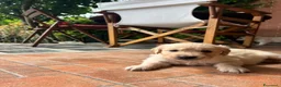 Golden Retriever cani in vendita: CUCCIOLI GOLDEN RETRIVER  - Annuncio 9