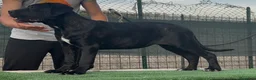 Cane Corso cani in vendita: Cucciole cane corso con pedigree  a Provincia di Campobasso - Annuncio 3