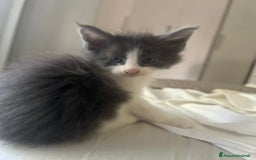 Maine Coon gatti in vendita: Cuccioli di Maine Coon a Città Metropolitana di Torino - Immagine 9