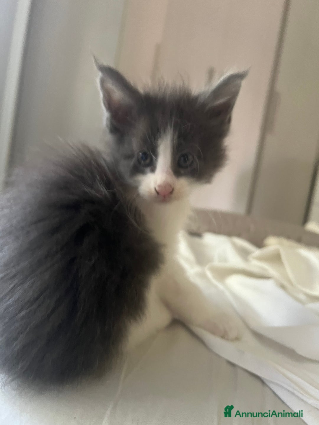 Maine Coon gatti in vendita: Cuccioli di Maine Coon a Città Metropolitana di Torino - Immagine 9