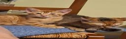 Altre razze gatti in regalo: CERCANO CASA 🏡  - Annuncio 4