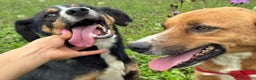 Meticcio cani in regalo: CHAD & CHARAPI, invisibili da troppo tempo! - Annuncio 1