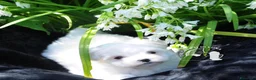 Maltese cani in vendita: Maltese Toy Cucciolo Trequartidiluna - Annuncio 3