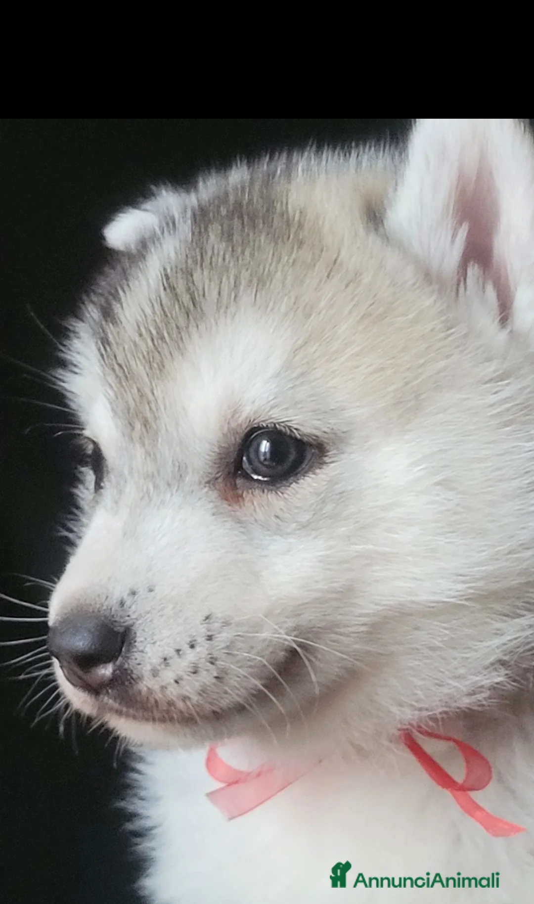 Husky cani in vendita: SIBERIAN HUSKY CUCCIOLI CON PEDIGREE  - Annuncio 6