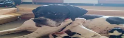 Pointer cani in vendita: Pointer inglese cuccioli altissima genealogia  a Provincia di Lodi - Annuncio 2