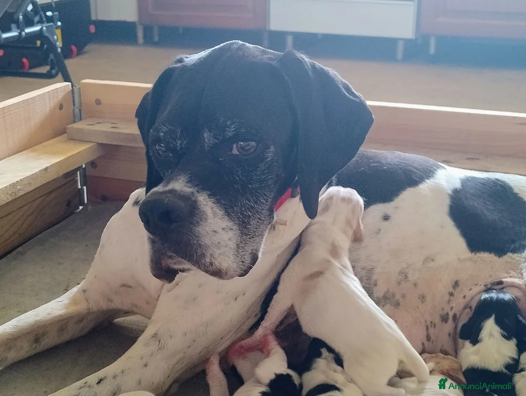 Pointer cani in vendita: Pointer inglese cuccioli altissima genealogia  a Provincia di Lodi - Annuncio 2