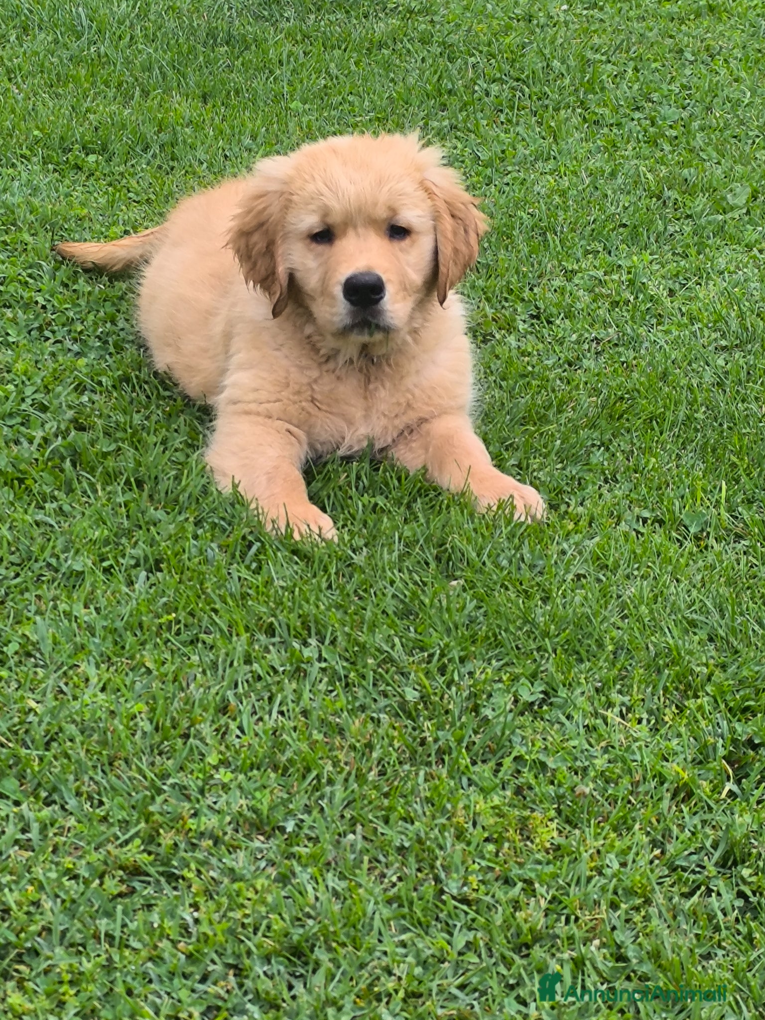 Golden Retriever cani Golden retriever 90%linea americana pedigree ENCI  - Annuncio 1