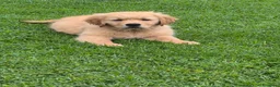 Golden Retriever cani in vendita: Golden retriever 90%linea americana pedigree ENCI  - Annuncio 1